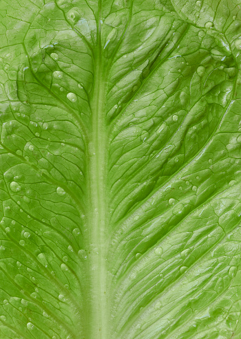 Tiny droplets on leafy green texture.