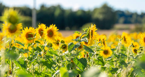 ひまわり畑。 - agriculture beauty in nature flower clear sky ストックフォトと画像