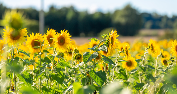 This image shows daytime view of Sunflower field with sky and flowers.