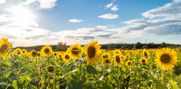 istock Field of sunflowers with blue sky 1270609923