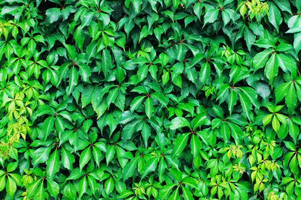 istock Green leaves, ivy. 1270609957