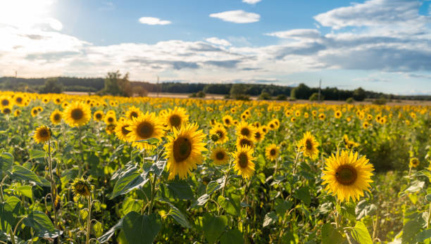 istock Field of sunflowers with blue sky 1270609969