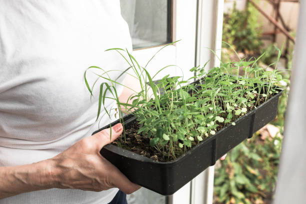istock Senior woman holds a box with seedlings. 1270610270