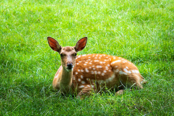 istock Roe deer lying in green field. Wildlife background 1270611288