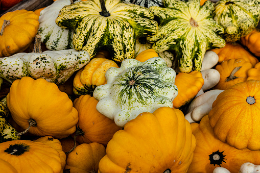 A harvest of ripe pumpkins at a roadside stand in central Massachusetts.