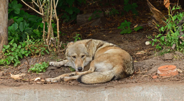 istock One-eared wolf (Canis lupus) lies and licks her paw 1270611784