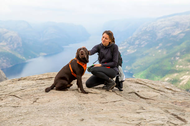 самка и ее лабрадор ретривер собака наслаждаясь живописный вид preikestolen после долгого похода - grass area hill nature hiking стоковые фото и изображения