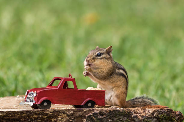 Photo of Chipmunk stuffs checks with peanuts out of red truck for fall season