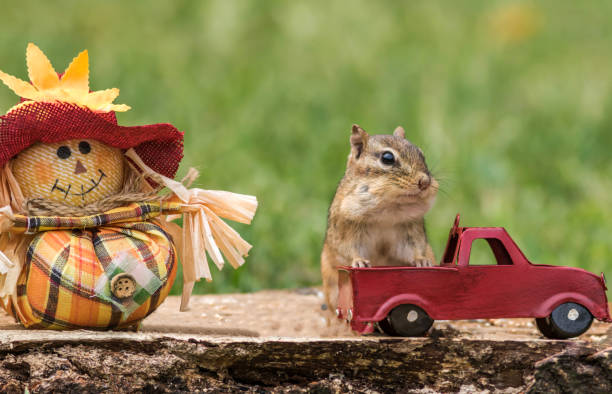 Photo of Chipmunk stands next to red truck and scarecrow for fall season