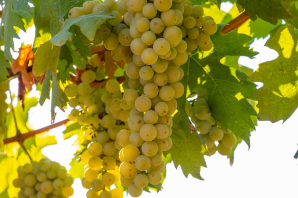 спелый белый виноград, растущий на виноградниках в кампании, на юге италии, используется для приготовления белого вина - chenin blanc стоковые фото и изображения