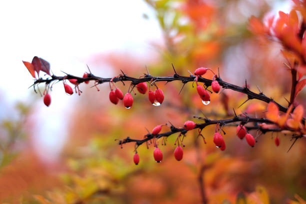 Red cornus mas berry on tree branch Red cornus mas berry on tree branch with raindrop, soft focus april showers may flowers stock pictures, royalty-free photos & images