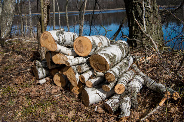 Birch logs on the lake coast.
