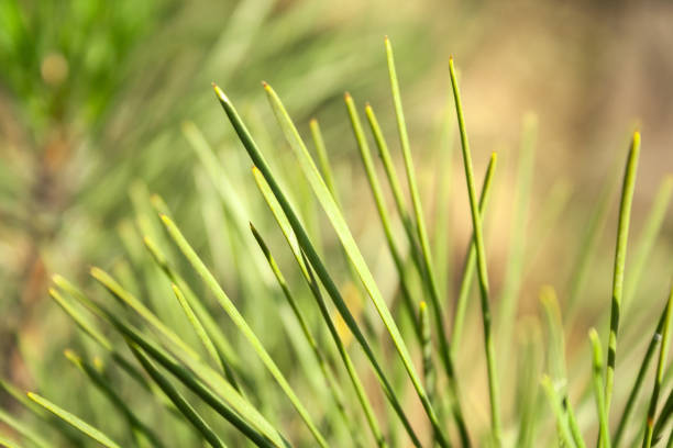 istock Beautiful blurred green needles of a pine tree on a warm sunny day. Macro background defocused texture of branches of an evergreen tree. Selective focus. Closeup view 1270618318