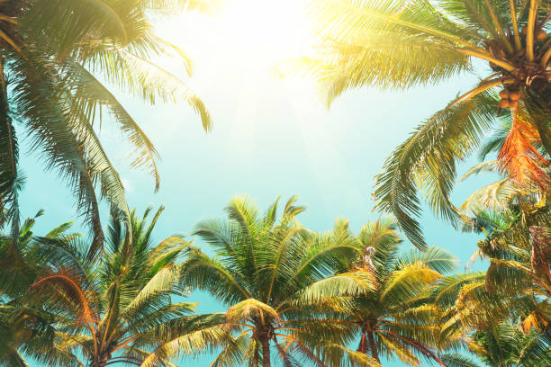 istock Surfboard and palm tree on beach double exposure with colorful bokeh sun light texture abstract background. 1270618875