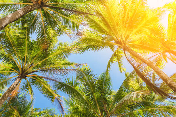 istock Surfboard and palm tree on beach double exposure with colorful bokeh sun light texture abstract background. 1270618877