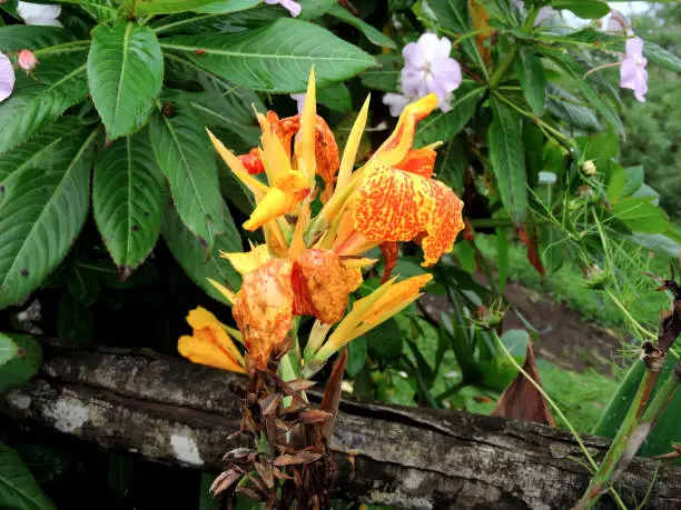 Photo of A colourful looking plant