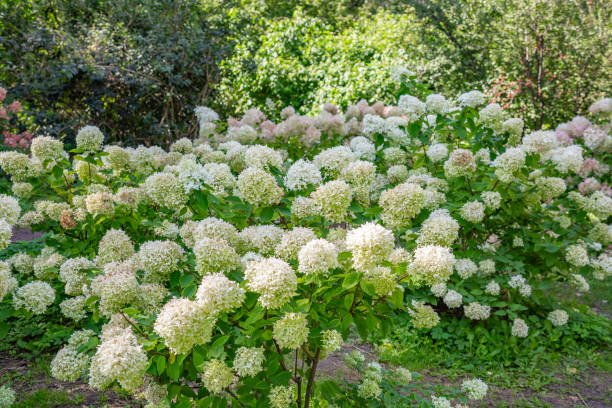 istock Autumn flower blooming in a city park 1270619955