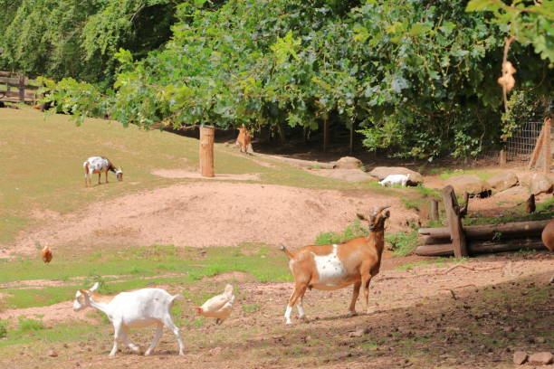 istock goats during lunch in a park 1270620123