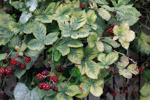 Blackberry fruits hanging unripe and red at the beginning of September in southern England. Features the composite leaves, each in three parts.