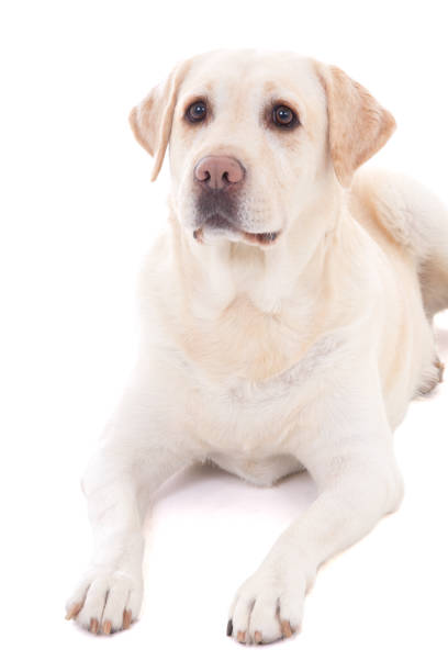 istock beautiful dog (golden retriever) lying isolated on white 1270623034