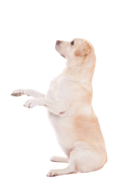 istock funny dog sitting isolated on white 1270623060