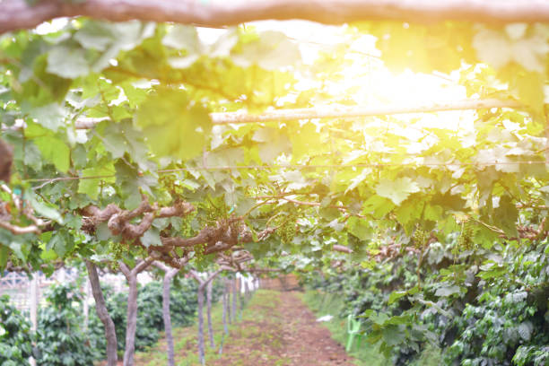 istock Row of vineyard grape in sunlight background. 1270624954