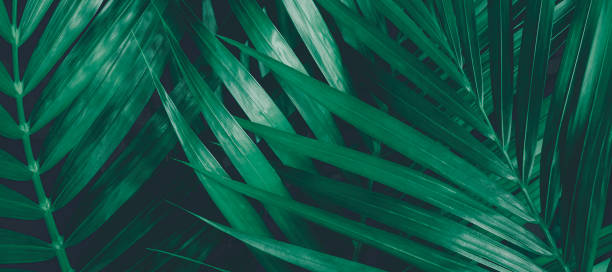 istock Green leaves pattern background, Natural background and wallpaper 1270625649