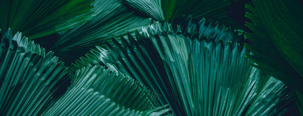 istock Green leaves pattern background, Natural background and wallpaper 1270625652