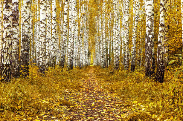 Autumn birch grove. Forest landscape of white birches with yellow leaves