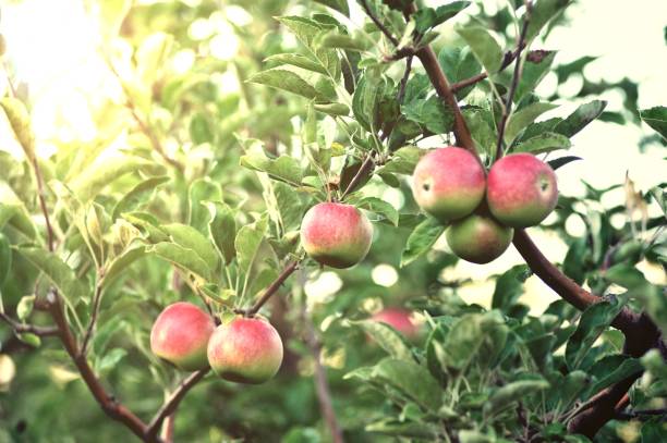 istock ripe apples in an orchard ready for harvesting 1270628379