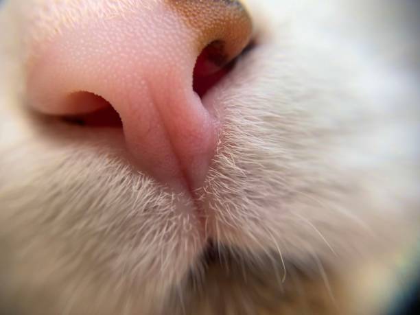 istock Nose of a cat 1270628798
