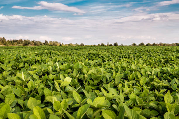 istock soybeans growing in the field 1270629884