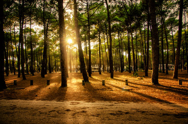 Landes, France, tourist destination The Landes region of France is famous for its great beaches, the dunes system and the large pine forests that reach up to the sea pine woodland stock pictures, royalty-free photos & images