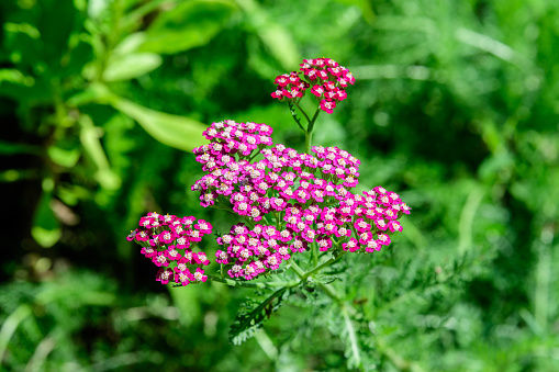Pink flowers of Achillea millefolium plant, commonly known as common yarrow, in a sunny summer garden