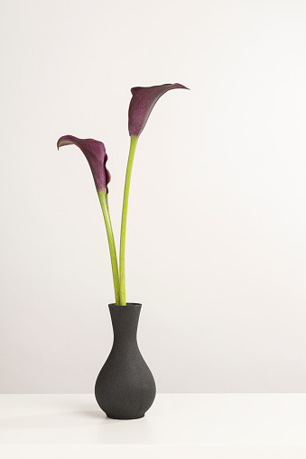 Two black calla lily flowers in a black vase on a white shelf on a white background