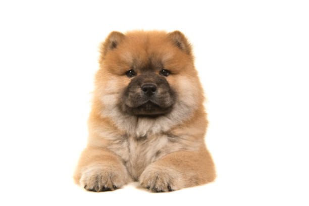 chow chow welpe von vorne liegend und auf der kamera isoliert auf weißem hintergrund - dog puppy lying down looking at camera stock-fotos und bilder