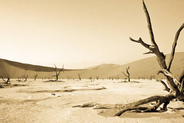 Sand desert in Sossusvlei, Namibia stock photo