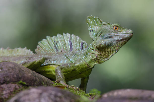 istock Male emerald basilisk close up seen from a low angle on a green background 1270631420