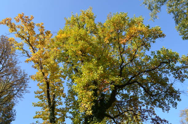 istock Trees with green ad yellow branches in a autumn day towards clear blue sky, copy space 1270631769