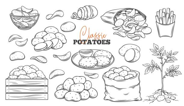 Potato products outline icons set Potato products outline icons set. Engraved drawn monochrome chips, pancakes, french fries, whole root potatoes for farm market and shop design. Vector illustration of harvest vegetables. prepared potato stock illustrations