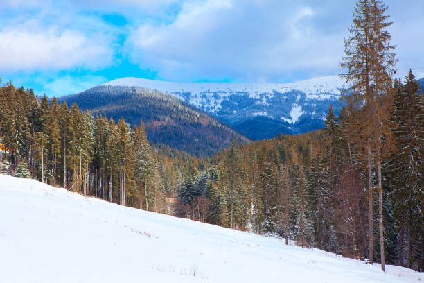 istock Spectacular winter with coniferous forest 1270633841