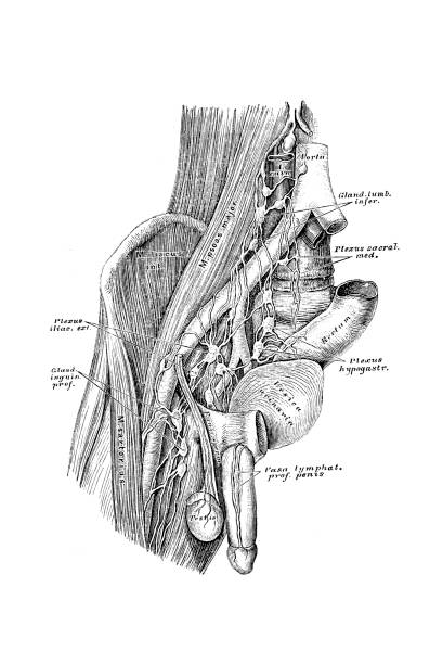 The deep arteries and lymphatic vessel of the pelvis and groin Illustration o f The deep arteries and lymphatic vessel of the pelvis and groin male reproductive system cross section stock illustrations
