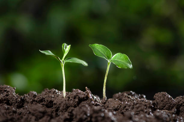istock Little green seedlings growing in soil 1270634568
