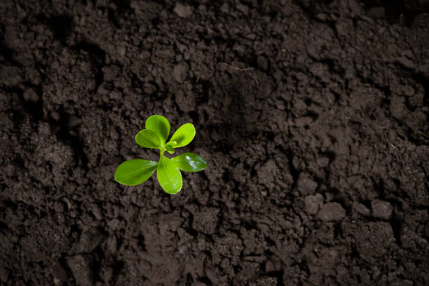 istock Little green seedlings growing in soil 1270635758