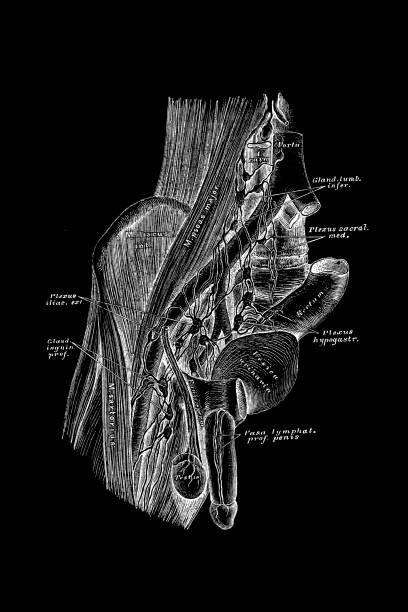 The deep arteries and lymphatic vessel of the pelvis and groin Illustration o f The deep arteries and lymphatic vessel of the pelvis and groin male reproductive system cross section stock illustrations
