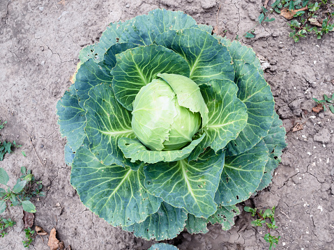 top view of green cabbage head in garden in summer