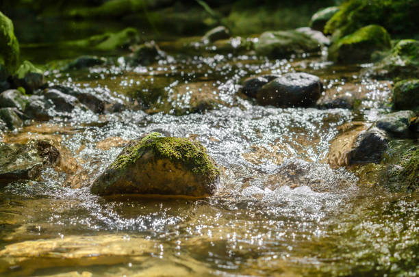 moosstein in einem rauschenden gebirgsbach - mystery forest ecosystem natural phenomenon stock-fotos und bilder