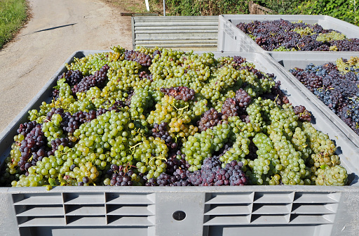 Bunches of white and red grapes freshly harvested in a large plastic bulk bin for processing food.