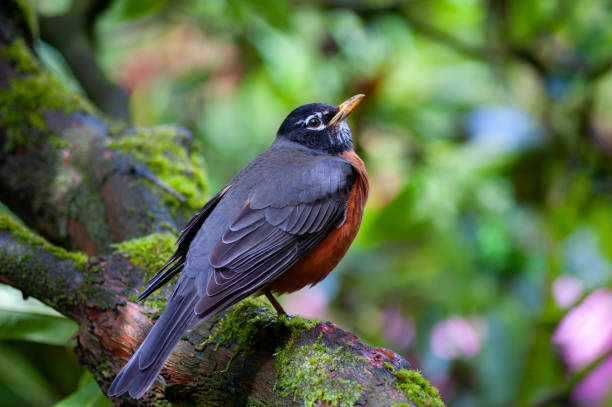 istock Close up of a robin on a tree branch 1270637392