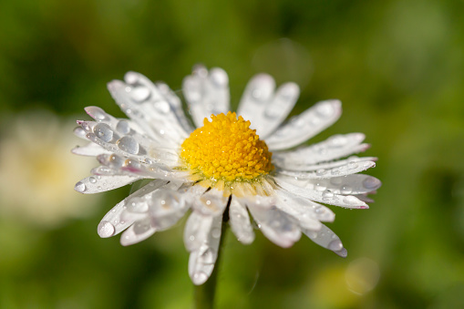 Macro image of dewy Daisy flower or Bellis perennis from Asteraceae family; close up of blooming spring meadow flowers